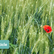 Heroes in Haystacks: Index Comparisons for Active Portfolio Performance