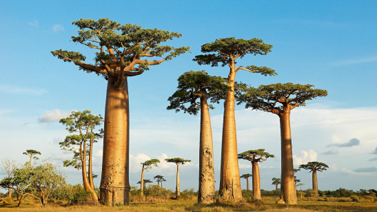 Tracking the African Sovereign Debt Market with the iBoxx LSF USD African Sovereigns Index